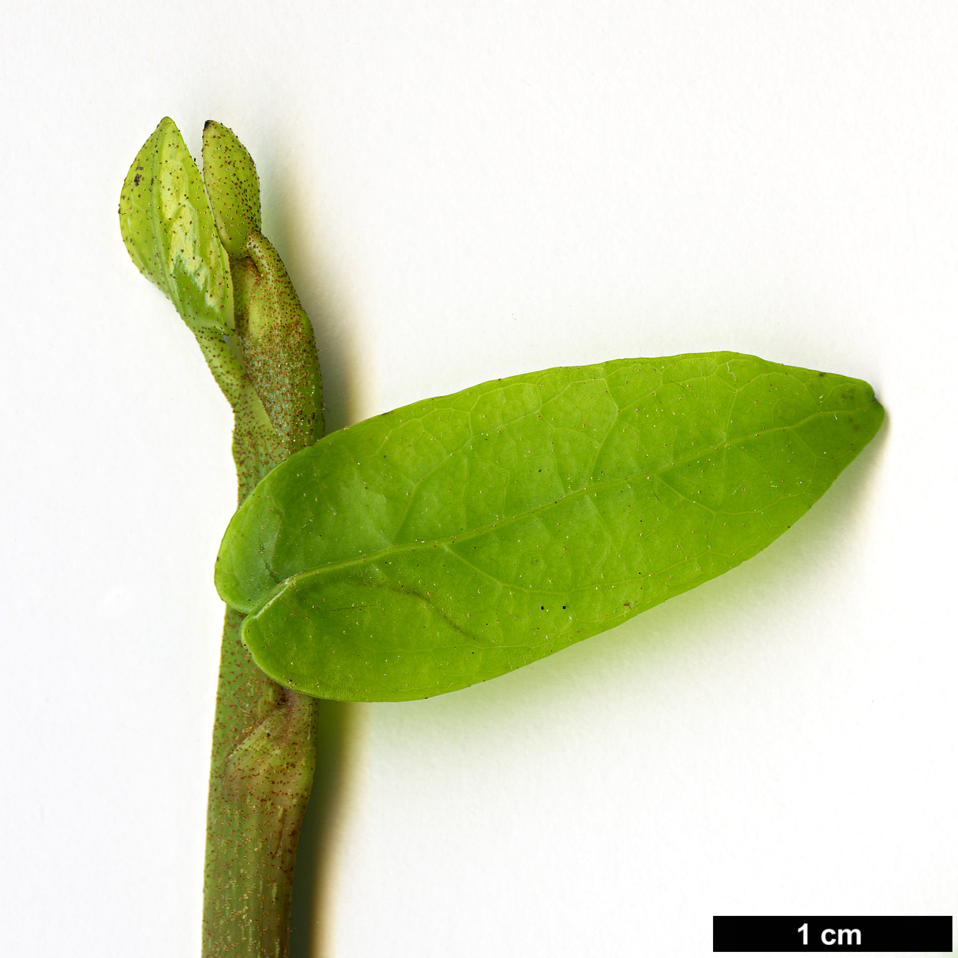 High resolution image: Family: Araliaceae - Genus: Hedera - Taxon: pastuchovii - SpeciesSub: 'Ann Ala'